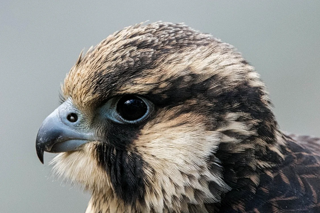 Șoim călător Foto: Pixabay.com 