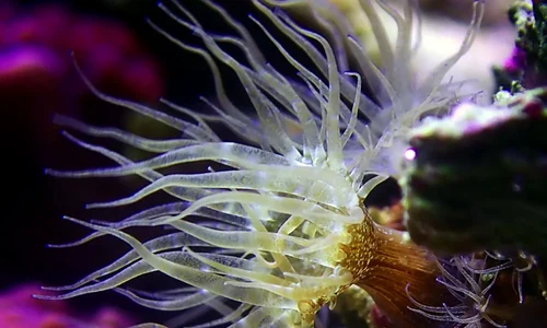 anemona toxica jpg