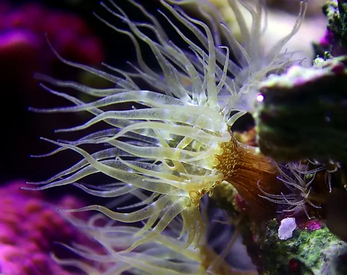 Anemona toxică atacă în Grecia. Sursă foto: The Scientist