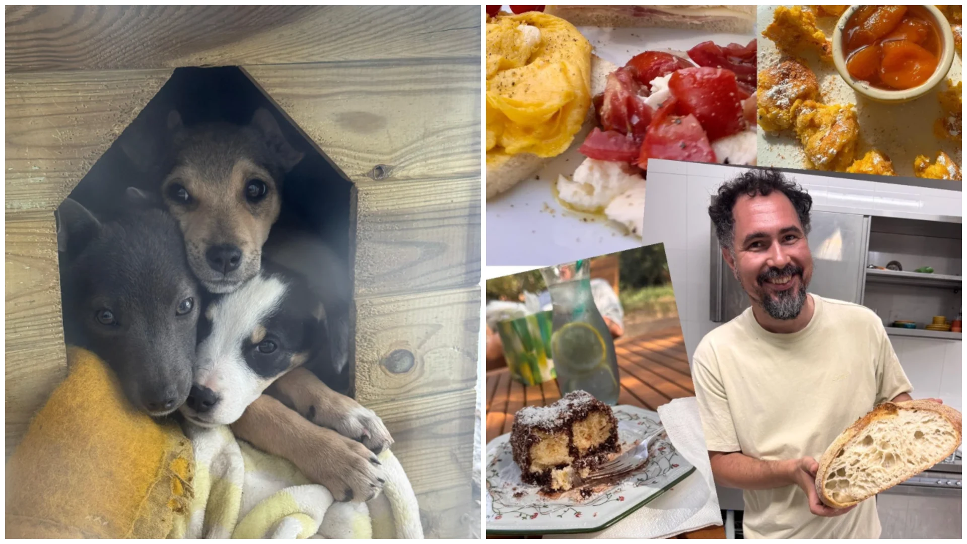 Ofertă inedită. Un restaurant din județul Constanța oferă mâncare „pe viață” celor care adoptă o cățelușă salvată de pe câmp