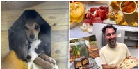 Ofertă inedită în județul Constanța. Un restaurant din Sibioara oferă mâncare „pe viață” celor care adoptă o cățelușă salvată de pe câmp FOTO: Reddit