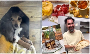 Ofertă inedită în județul Constanța. Un restaurant din Sibioara oferă mâncare „pe viață” celor care adoptă o cățelușă salvată de pe câmp FOTO: Reddit