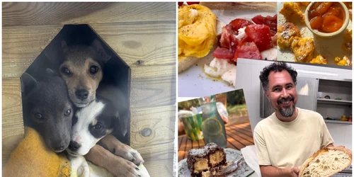 Ofertă inedită în județul Constanța. Un restaurant din Sibioara oferă mâncare „pe viață” celor care adoptă o cățelușă salvată de pe câmp FOTO: Reddit