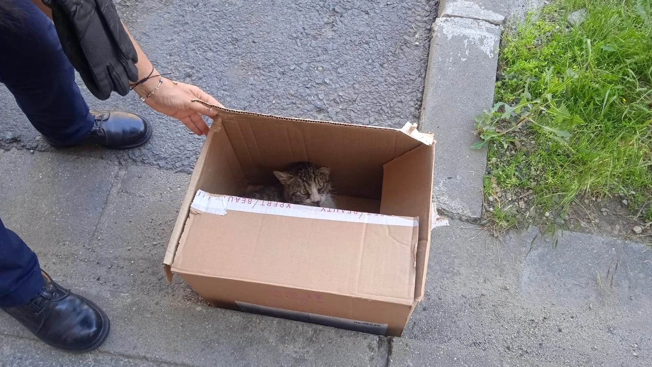 Pisica a fost scoasă într-o cutie de carton FOTO Jandarmeria Arad