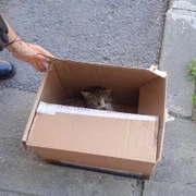 pisica agresiva 1 jpg