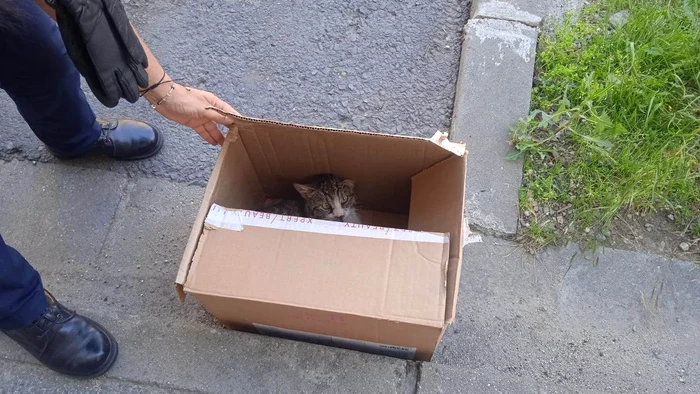 Pisica a fost scoasă într-o cutie de carton FOTO Jandarmeria Arad