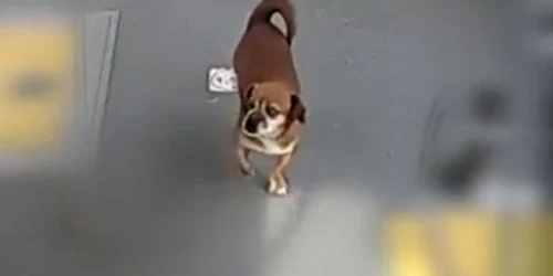 Biki captură foto  CTP Iași jpeg