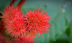 ce nu stiai despre uleiul de ricin jpeg