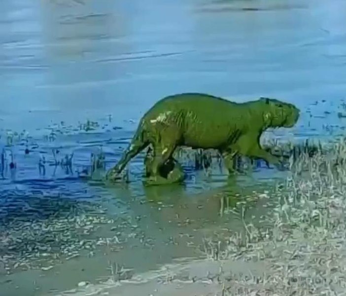De ce se înverzesc rozătoarele care înoată într-un lac din nord-estul Argentinei