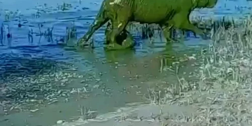 capibara jpg