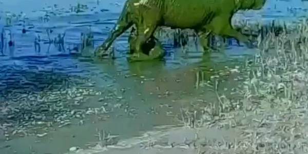 capibara jpg