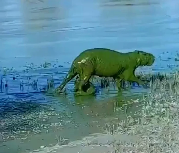 Capibara este un rozător masiv FOTO: X