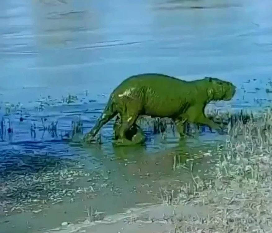 Capibara este un rozător masiv FOTO: X