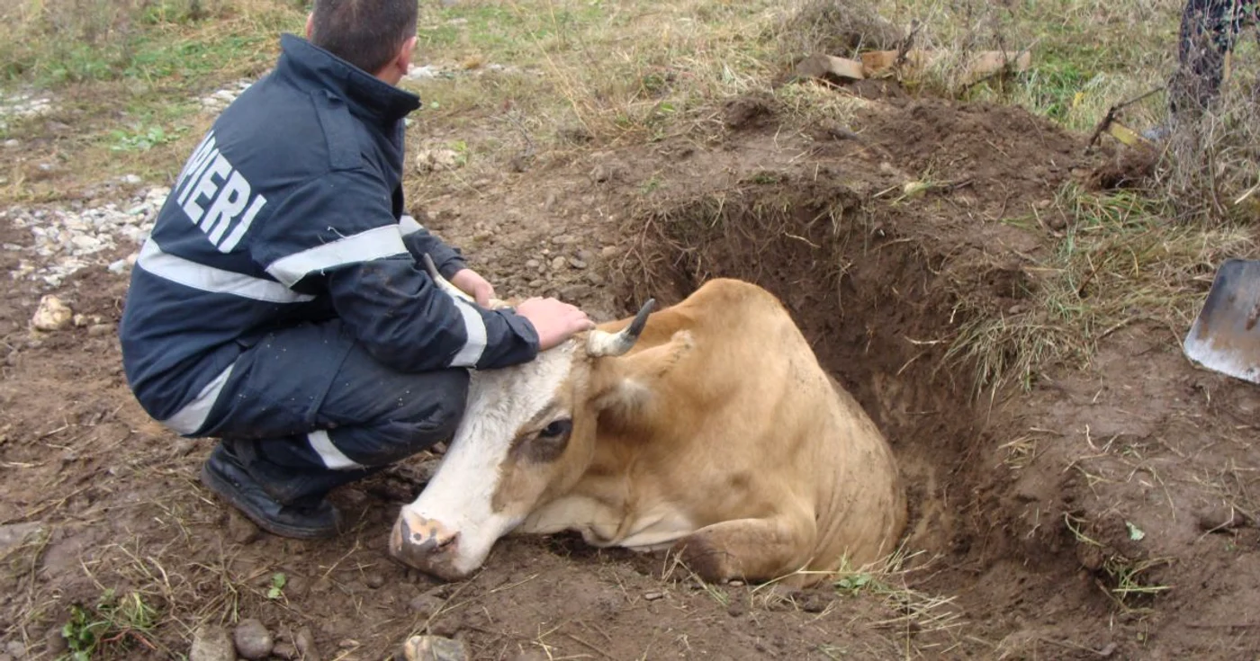 Vaca a căzut într-o gură de canalizare neacoperită