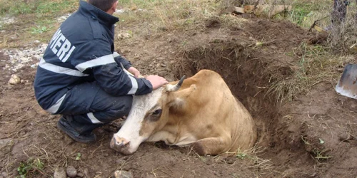 Vaca a căzut într-o gură de canalizare neacoperită