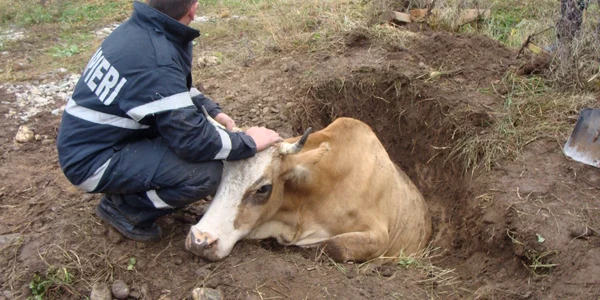 Vaca a căzut într-o gură de canalizare neacoperită