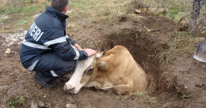 Vaca a căzut într-o gură de canalizare neacoperită