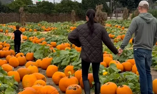 Meghan Markle și Harry png