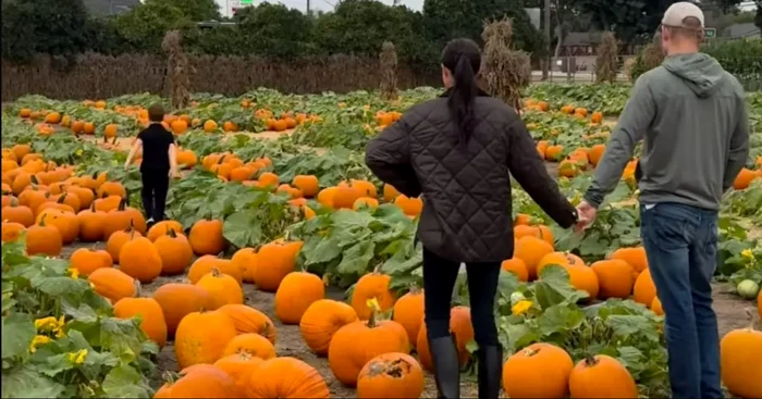 Meghan Markle și Harry png