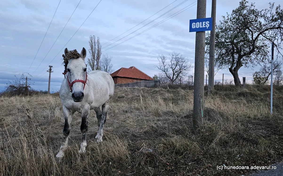 Un cal lăsat liber prin satul Goleș din Hunedoara. Foto: Daniel Guță. ADEVĂRUL