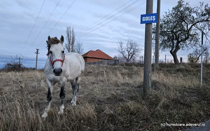 Un cal lăsat liber prin satul Goleș din Hunedoara. Foto: Daniel Guță. ADEVĂRUL