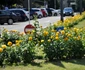 Amenajări florale pe străzile şi în parcurile din Râmnicu Vâlcea Foto Primăria Râmnicu Vâlcea