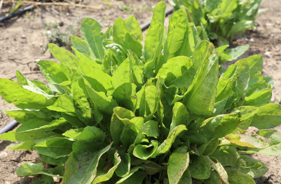 Planta minune readusă din sălbăticie și transformată într-o ispită culinară de cercetătorii de la Banca de Gene din Buzău