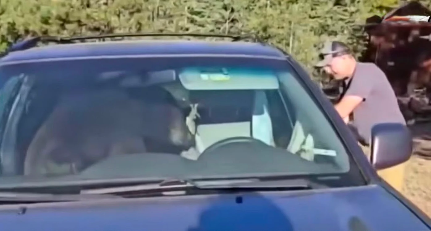 O ursoaică s-a încuiat în mașină și a claxonat toată noaptea / foto: captură video