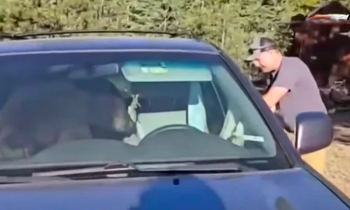ursoaica masina sua captura video jpeg