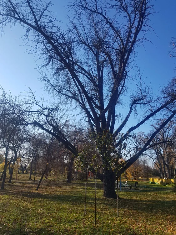 Ginkgo Biloba din Timișoara