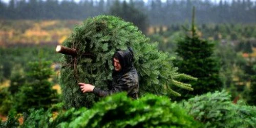 Brad de Crăciun clonat FOTO Getty Images 