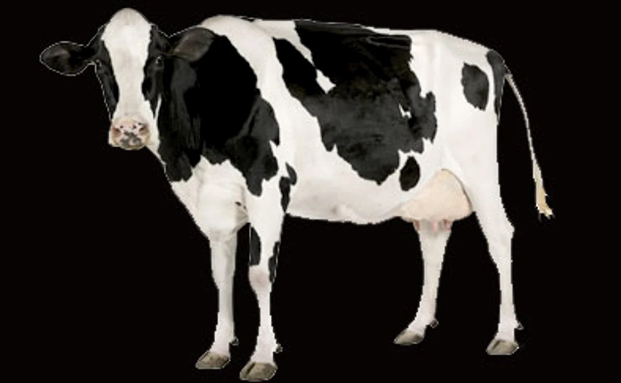 Vaca