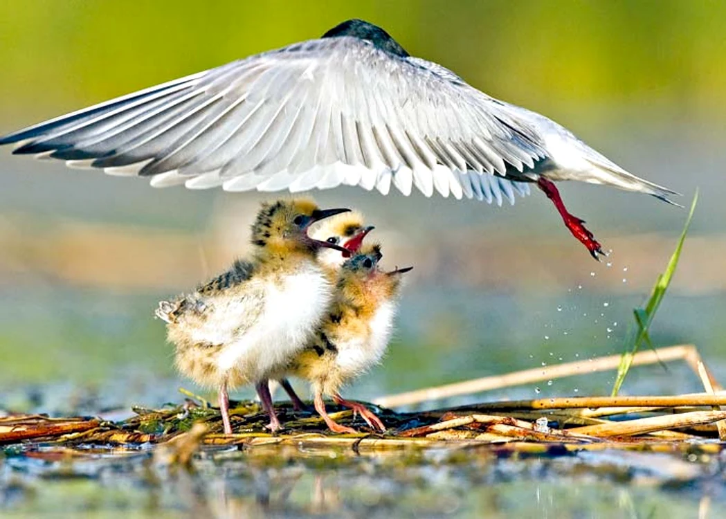 Specialiştii vor ca groapa  de 190 de hectare să fie  declarată rezervaţie naturală (fotografii: Florin Şuler)