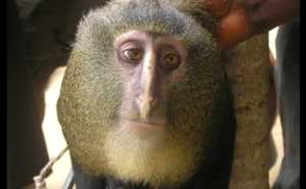 O nouă specie de maimuţă a fost descoperită în Africa