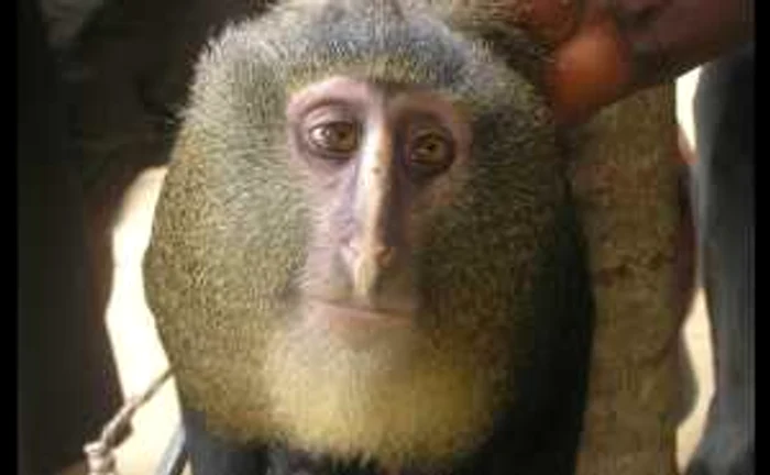 O nouă specie de maimuţă a fost descoperită în Africa