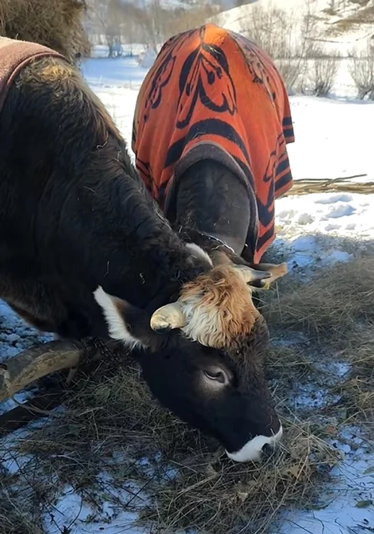 Animalele erau folosite la muncile agrare  FOTO captură video