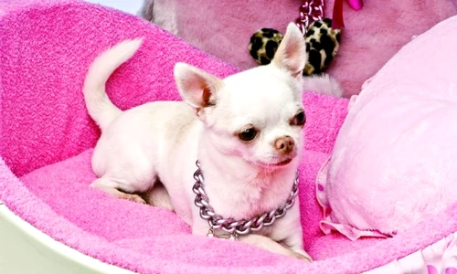 1 47661 original jpg jpeg