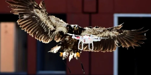 Vulturi folositi pentru prinderea dronelor FOTO AFP