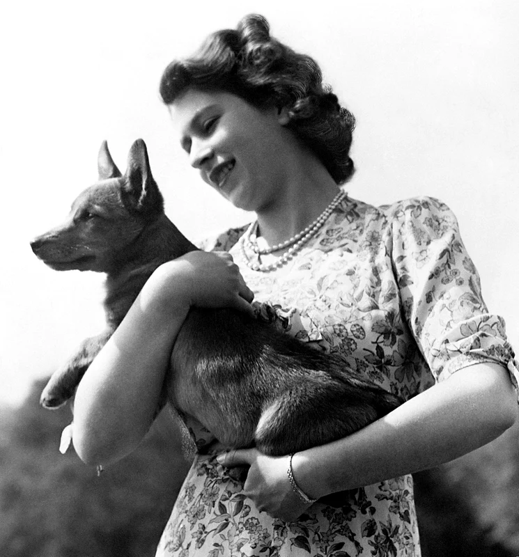 Câinii Corgi ai Reginei Elisabeta. FOTO: Casa Regală
