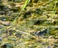 fotografii in parcul natural vacaresti foto razvan baltaretu/adevarul