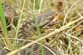 vipera 2 jpeg