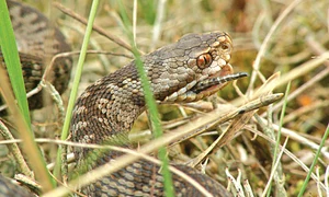 vipera 2 jpeg