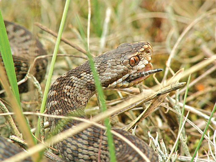 Vipera Berus este un şarpe veninos de mărime mijlocie, care este răspândit în Europa şi Asia