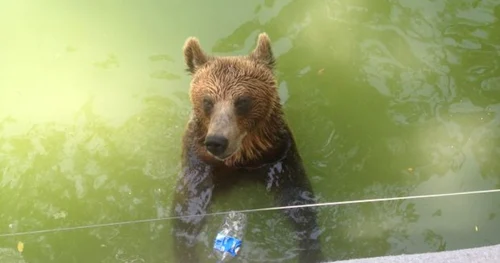 Animalele de la Grădina Zoologică din Craiova au parte de răsfăţ pe timp de caniculă