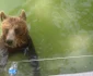 Animalele de la Grădina Zoologică din Craiova au parte de răsfăţ pe timp de caniculă 