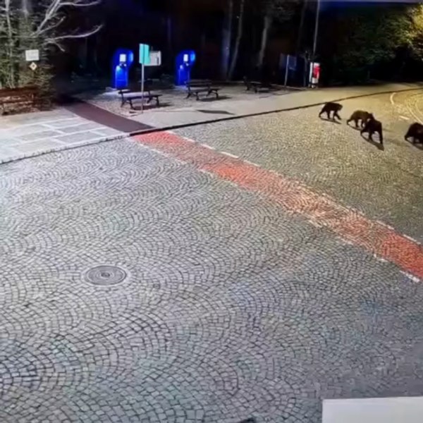 Momentul în care o ursoaică și trei pui sunt capturați în zona Grădinii Zoologice din Târgu Mureș 