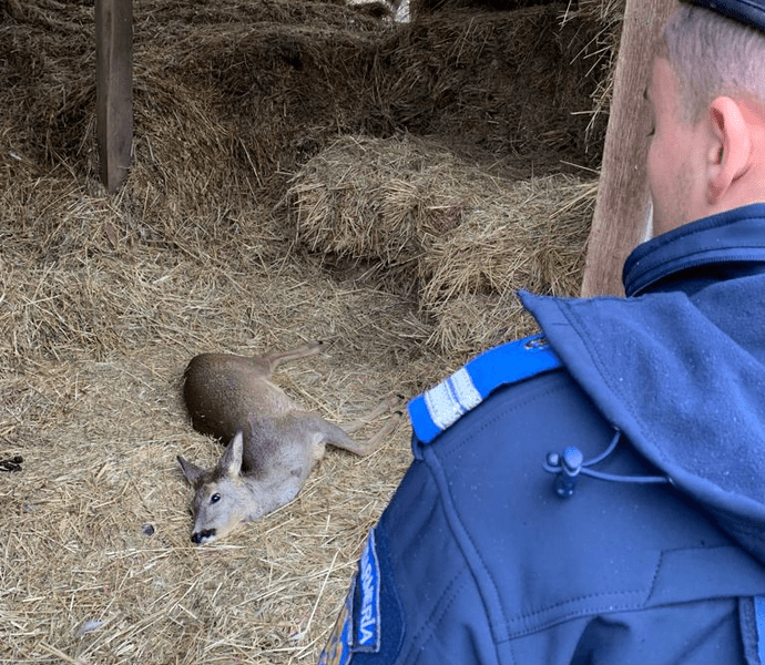 Pui de căprioară rănit și epuizat, la marginea unui drum forestier din Giurgiu