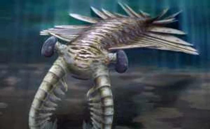 Anomalocaris - ilustraţie realizată de Universitatea din Adelaide (Australia)