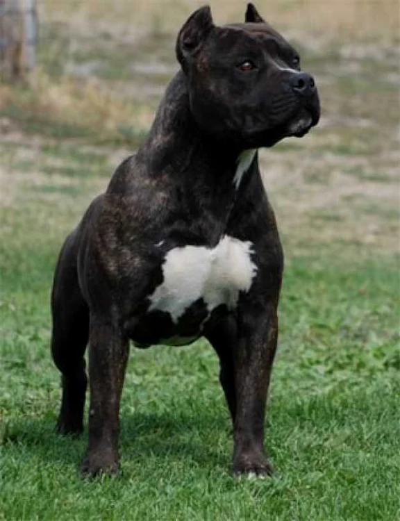 diferente intre amstaff si pitbull