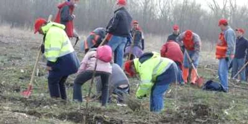 La plantare sunt așteptați și voluntarii